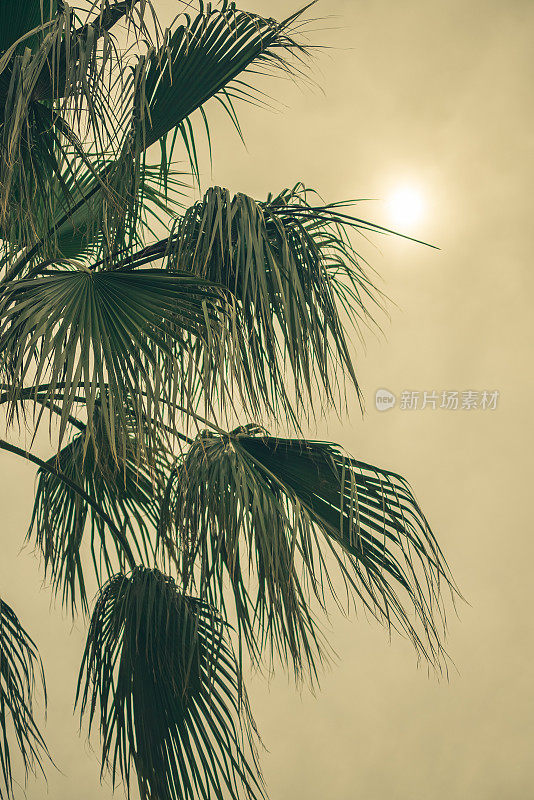 特写的棕榈树在黄色的天空和太阳。