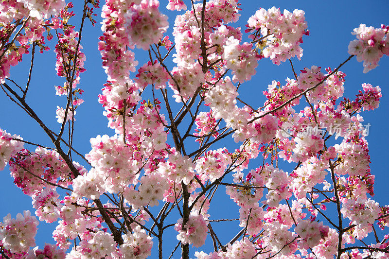 粉红色的春天樱花，蓝色的天空背景