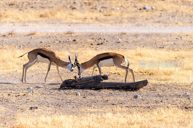 两只争斗的黑斑羚