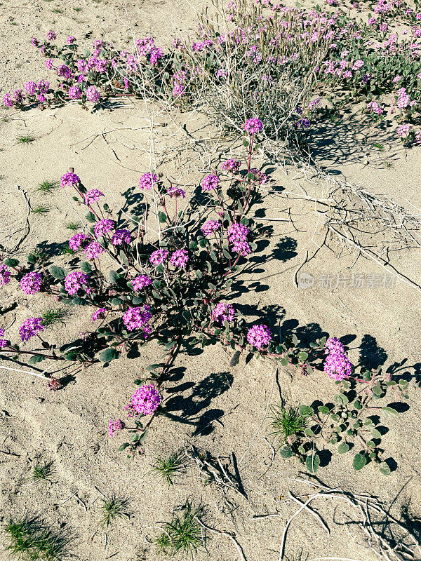 加州安扎·博雷戈沙漠州立公园的野花