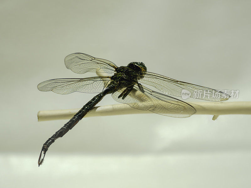 美丽的蜻蜓，完美的身体。