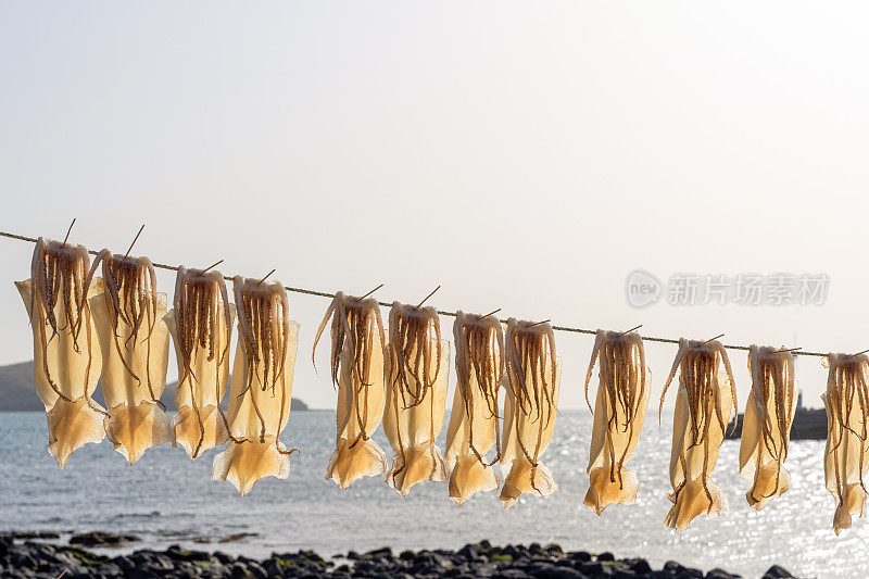 海风吹干的鱿鱼