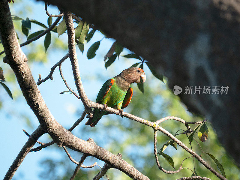 角鹦鹉或灰头鹦鹉