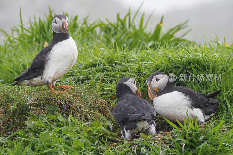 苏格兰伦加岛上的三只海雀