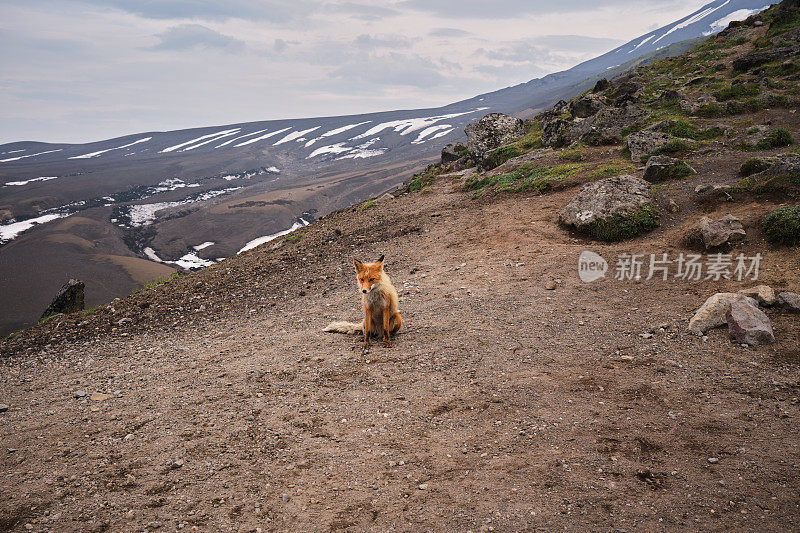 野生狐狸上火山挤压骆驼