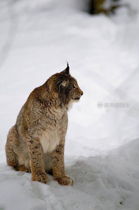 山猫在雪地里的自然巴伐利亚-德国