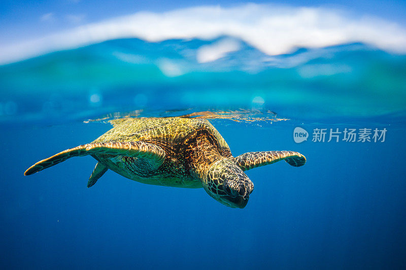 从水下看，在海面上休息的绿海龟