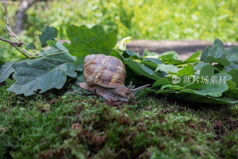 在苔藓上爬行的森林蜗牛的特写照片。