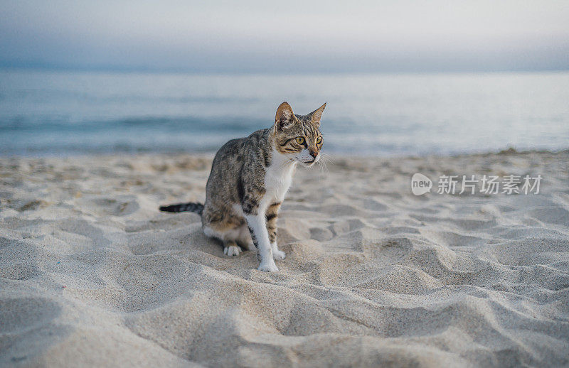沙滩上的猫