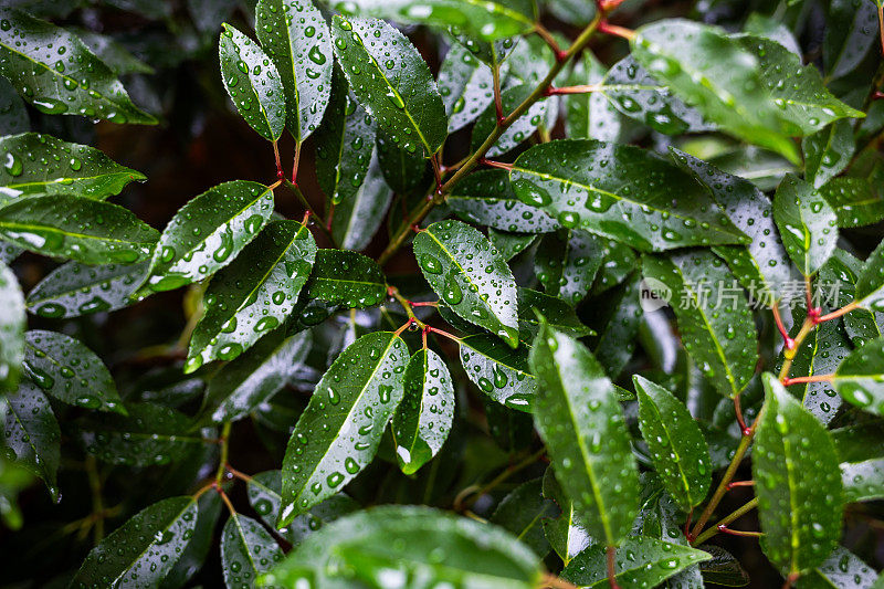 绿叶上有雨滴