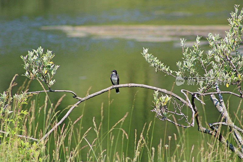 美国俄亥俄州一家开放动物园里的动物——野外——池塘边树枝上的鸟——可能是一只红树林燕子