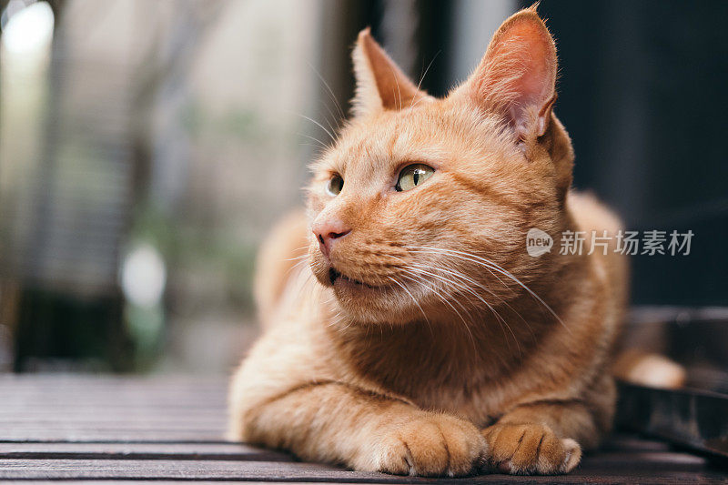 一只猫躺在日本房子的门廊上