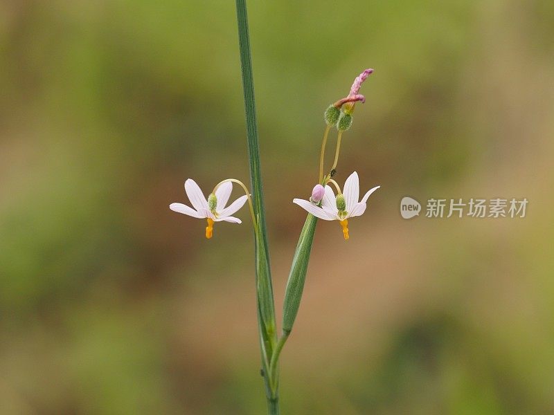 鸢尾科的一种鸢尾的两朵花，生长在智利的安第斯山脉