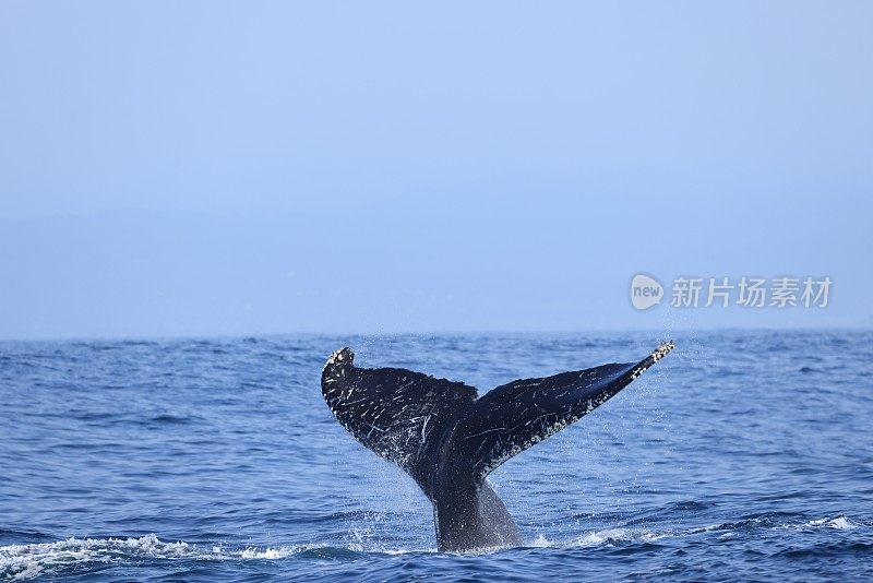 美国加州莫斯附近的座头鲸登陆