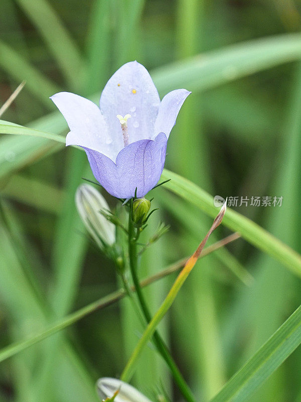 铃铃花铃铃属的一种单花，开放的蓝色花