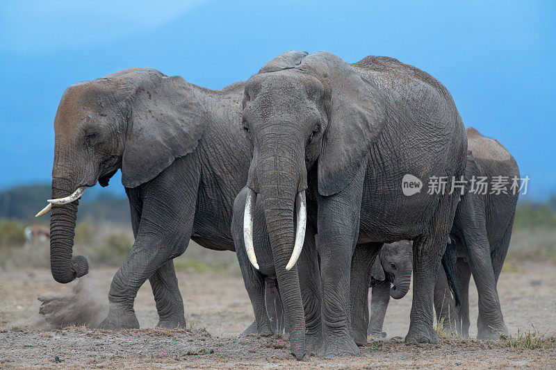 非洲象群正在做早晨的家务