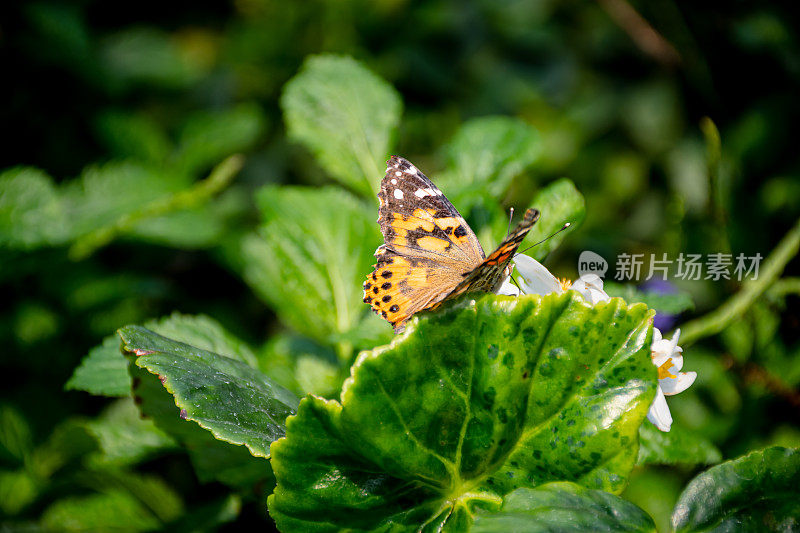 特写优雅:画蝴蝶夫人在郁郁葱葱的花园