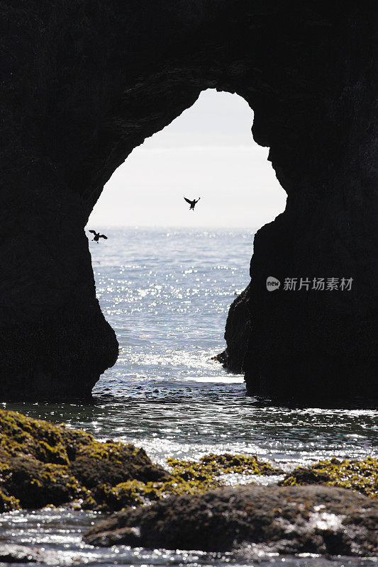 两只鸭子飞到拱形的太平洋海栈岩内栖息