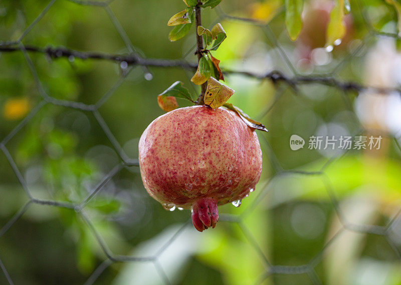 雨后的石榴树。枝上的石榴果。