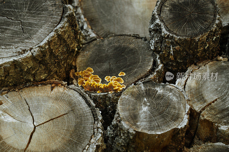 木材上的木属真菌