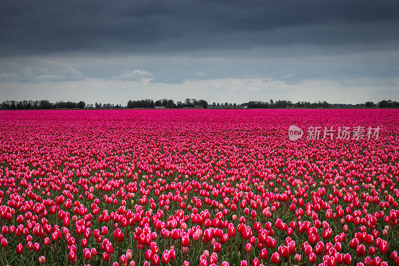 盛开的红色郁金香田在荷兰的Noordoostpolder，旅游和旅游景点，与多云戏剧性的天空
