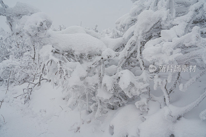 山中硬霜冰(雪晶)