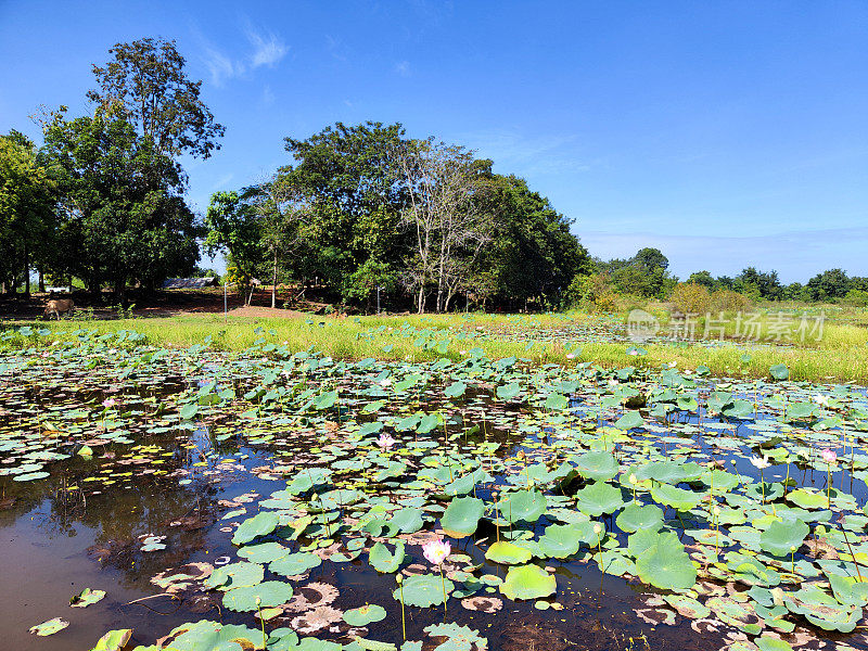 柬埔寨安隆旺区，塔莫屋的莲花湖