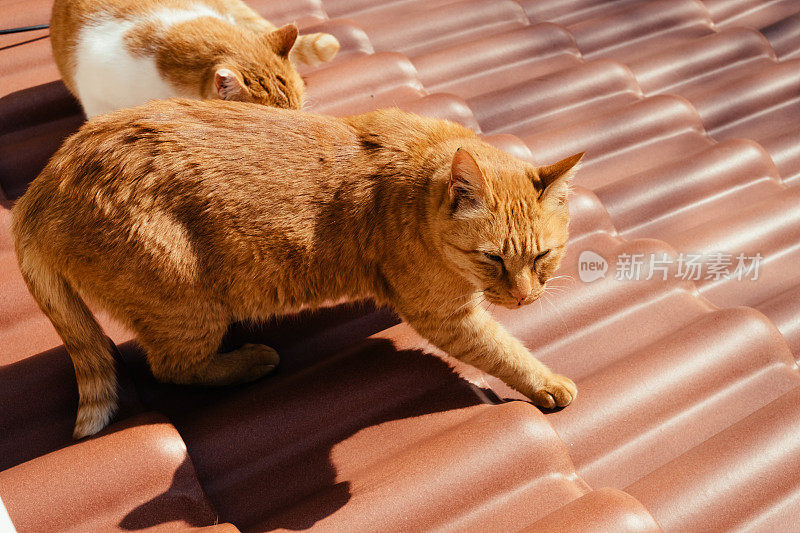 屋顶上的猫