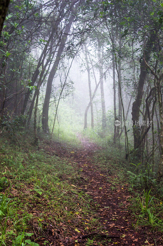 沿着南非马戈巴斯克洛夫的非洲山地雨林边缘的小徒步小径，在薄雾中引导。