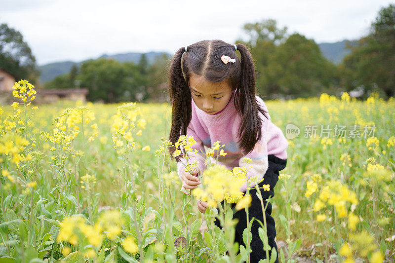 小女孩正在采摘油菜花