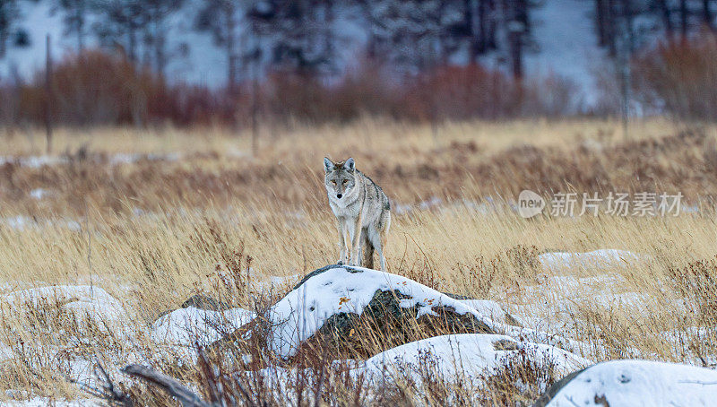 野生土狼在美国科罗拉多州埃斯蒂斯公园附近的落基山国家公园的极端冬季地形中狩猎