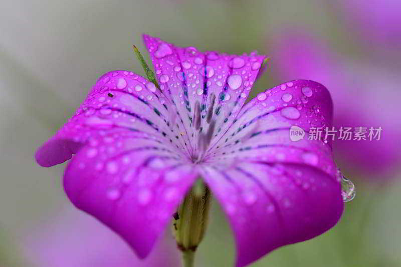 石竹:石竹科一年生草本开花植物