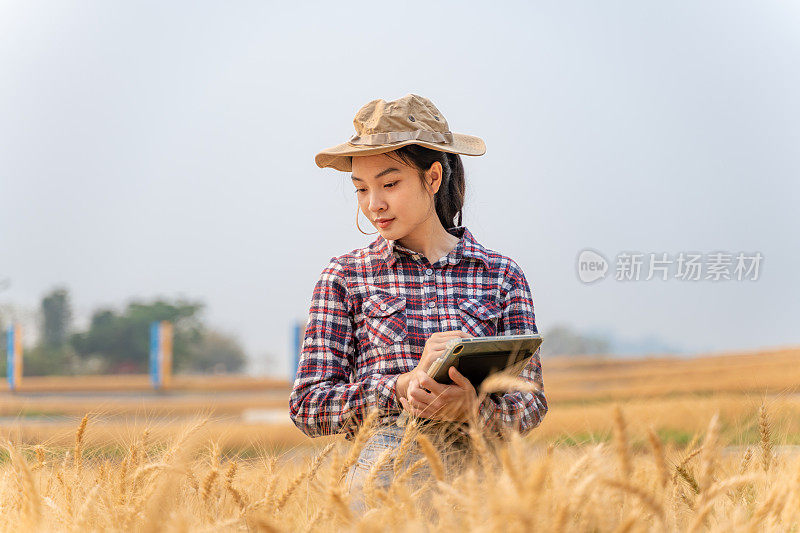 年轻的女农民使用技术来帮助她的农业，用她的电脑平板电脑跟踪她的大麦作物的数据