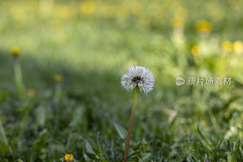 蒲公英花长在地上