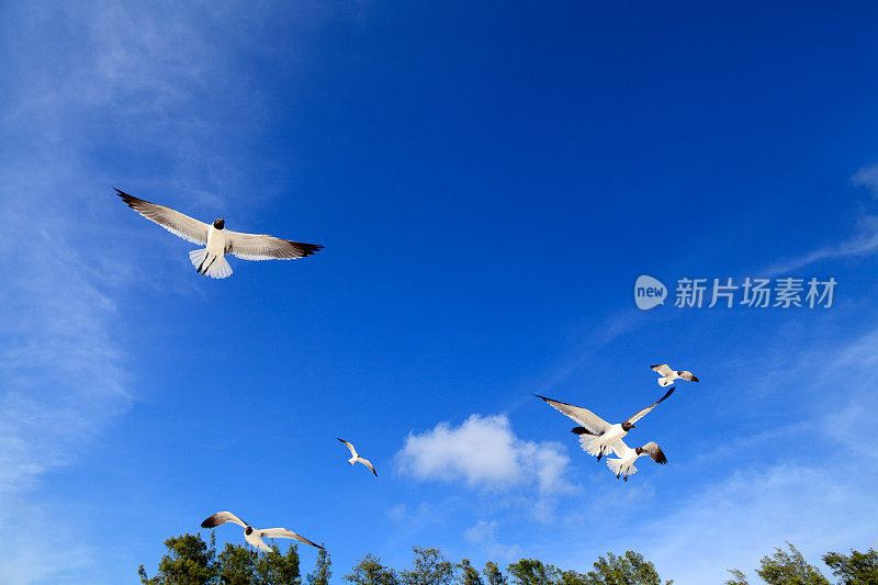 一群海鸥飞过晴朗的天空