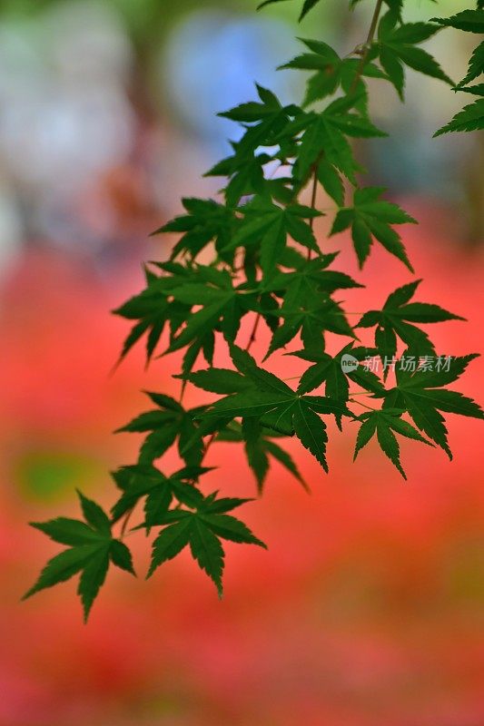 枫叶和蜘蛛百合花，日本日高市