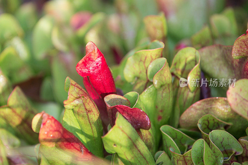 猪笼草(sarracenia)