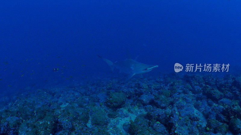 加拉帕戈斯群岛海底遭遇双髻鲨