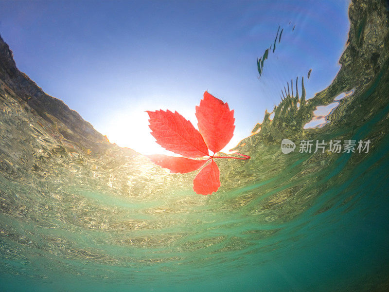 红红的秋叶漂浮在海面上，下面一览无余