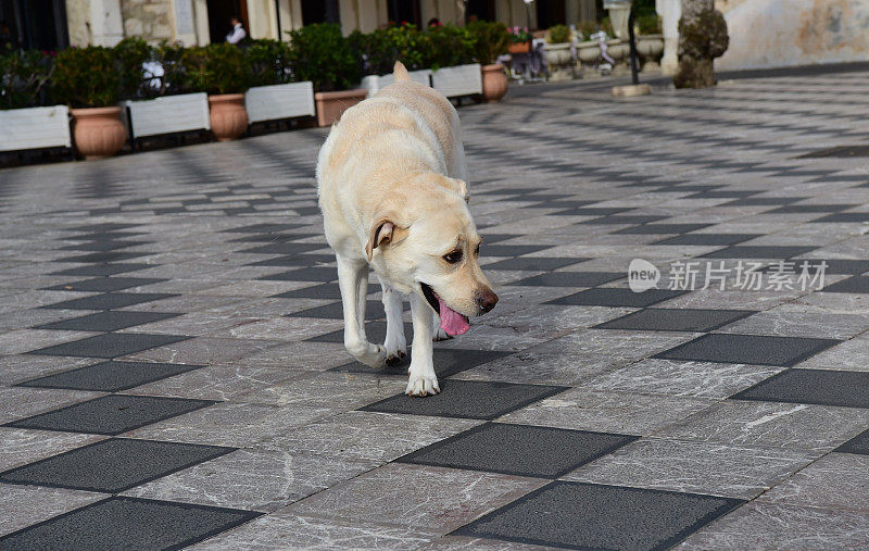 西西里的拉布拉多寻回犬