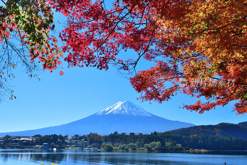 日本富士五湖地区的富士山和秋叶色