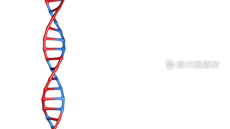 DNA序列:在白色背景上分离出两种DNA结合