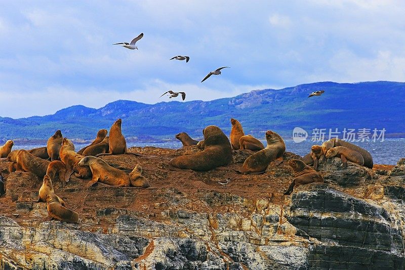 乌斯怀亚比格尔海峡的海狮、海豹、岩岛和鸬鹚