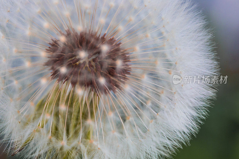 花园里的蒲公英花和种子的微距图像