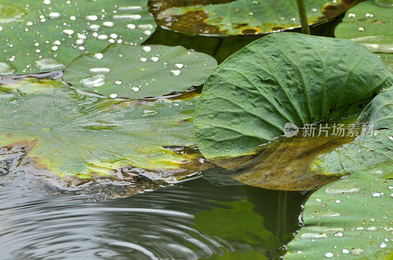 荷花的叶子