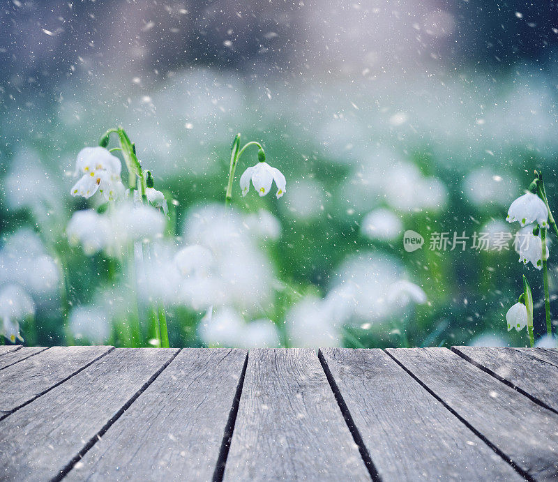 冬天的阳台上飘着春天的雪花