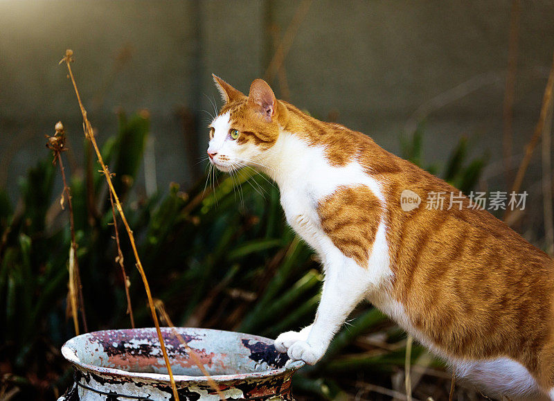 美丽的姜汤姆猫伸展到饮用碗户外