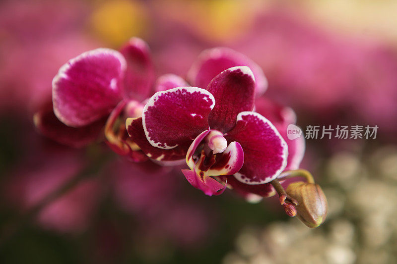 紫红色蝴蝶兰属兰花