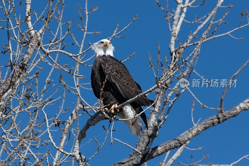 秃鹰迁徙-栖息在内布拉斯加州