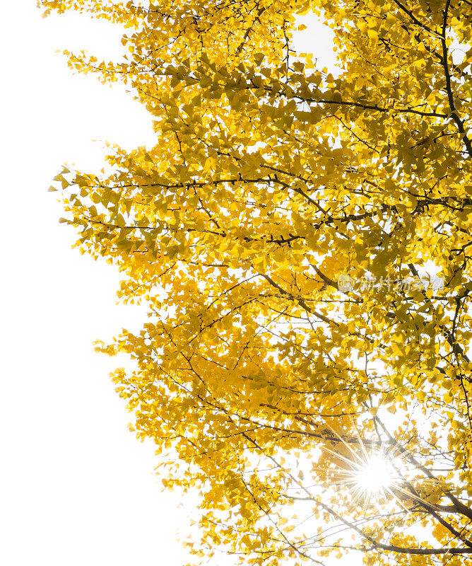 阳光透过秋天的银杏树